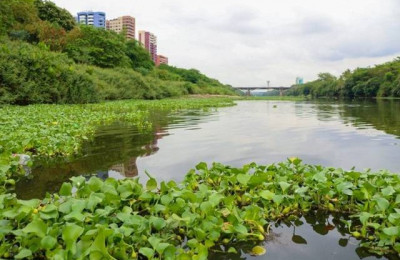 Ministério Público ordena que prefeitura retire os aguapés do Rio Poti em Teresina